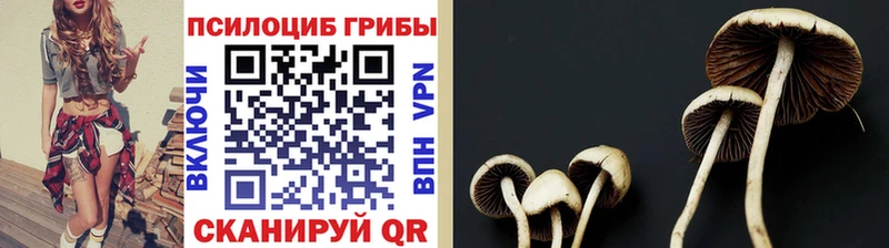 где можно купить наркотик  Верхоянск  Галлюциногенные грибы MAGIC MUSHROOMS 